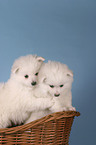 Pomeranian Puppies