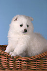 Pomeranian Puppy