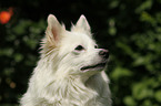 German Spitz portrait