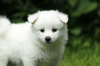 German Spitz Puppy