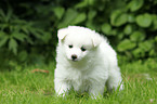 German Spitz Puppy