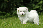 German Spitz Puppy