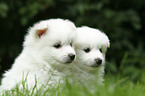 German Spitz Puppies