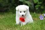 German Spitz Puppy