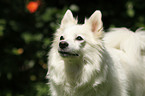 German Spitz