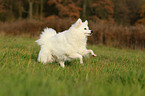 running german spitz