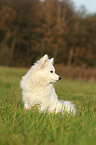 sitting german spitz