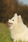 german spitz portrait