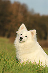 sitting german spitz