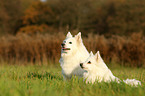 german spitz