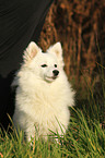 sitting german spitz