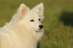 german spitz portrait