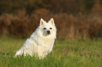 sitting german spitz