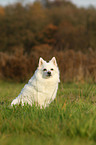 sitting german spitz