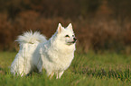 german spitz