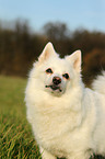 german spitz portrait