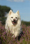 walking German Spitz