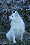 sitting German Spitz