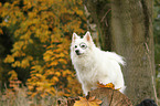 German Spitz