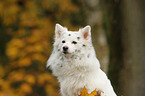 German Spitz Portrait