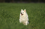 sitting German Spitz