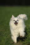 running German Spitz