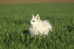 German Spitz Portrait