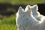 German Spitz