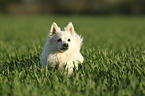 German Spitz Portrait