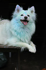 lying German Spitz