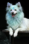 lying German Spitz