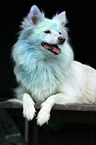 lying German Spitz