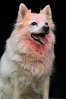 German Spitz Portrait