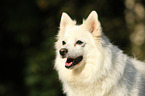 German Spitz Portrait