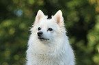 German Spitz Portrait