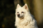 German Spitz Portrait