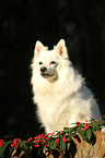 sitting German Spitz