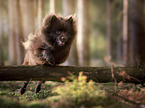 jumping German Spitz