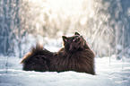 German Spitz in the snow