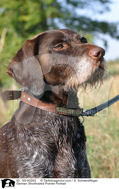 Deutsch Drahthaar Portrait / German Shorthaired Pointer Portrait / SS-00283