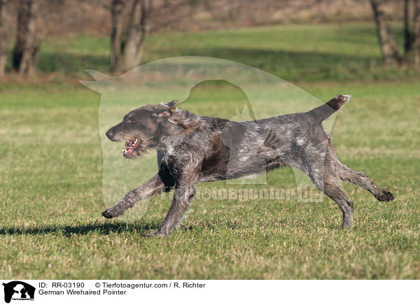 German Wirehaired Pointer / RR-03190