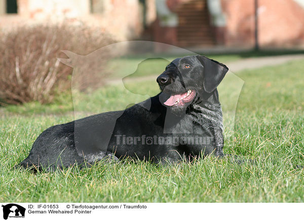 German Wirehaired Pointer / IF-01653
