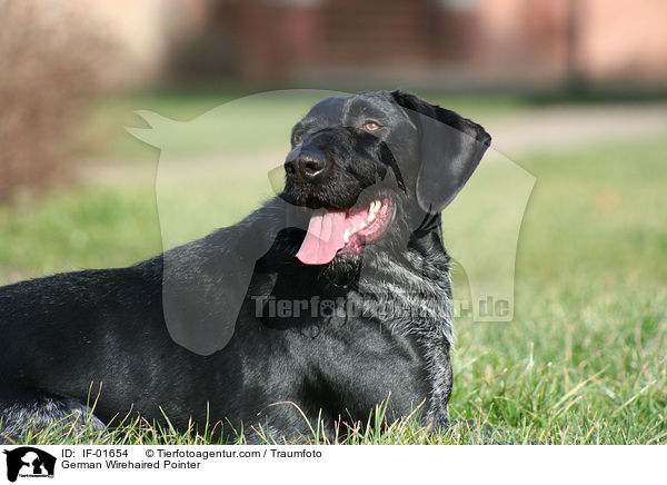 German Wirehaired Pointer / IF-01654