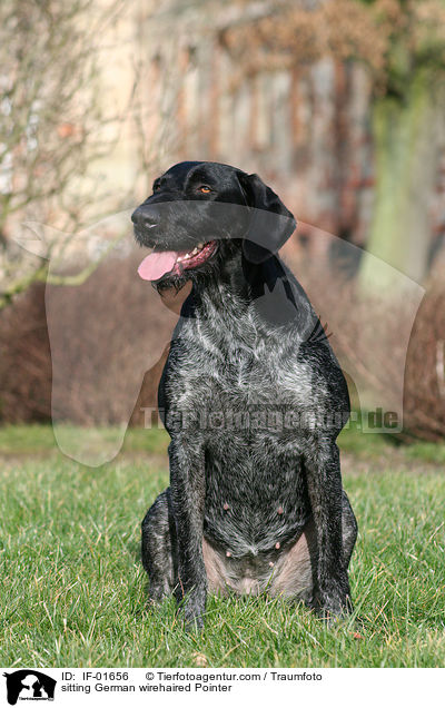 sitting German wirehaired Pointer / IF-01656