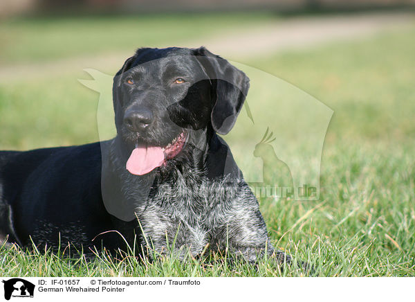 German Wirehaired Pointer / IF-01657