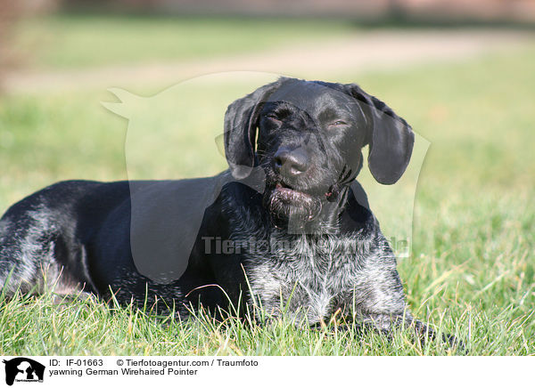 ghnender Deutsch Drahthaar / yawning German Wirehaired Pointer / IF-01663