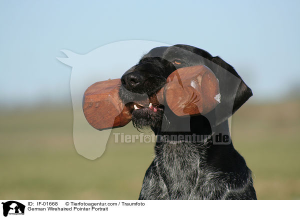 Deutsch Drahthaar Portrait / German Wirehaired Pointer Portrait / IF-01668