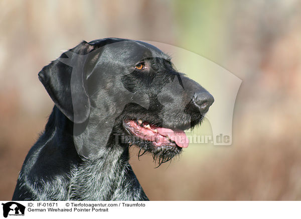 Deutsch Drahthaar Portrait / German Wirehaired Pointer Portrait / IF-01671
