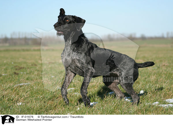 Deutsch Drahthaar / German Wirehaired Pointer / IF-01676