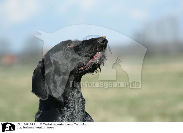 Hund balanciert Leckerchen auf Nase / dog balance treat on nose / IF-01679